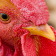 chicken Thm Portfolio