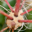 macrocactus Thm Portfolio
